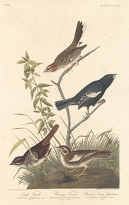 Lark Finch, Prairie Finch en Brown Song Sparrow, 1837