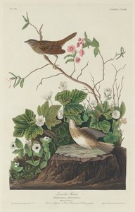 Lincoln Vink
