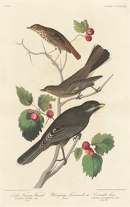 Kleine roodbruine lijster, 1838