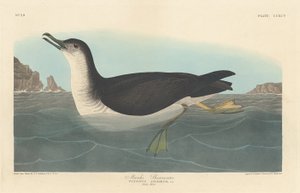 Manks Pijlstormvogel, 1836 door Robert Havell