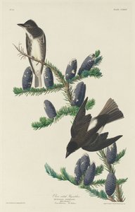 Olijfzijdige vliegenvanger, 1833