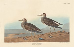 Pectoral strandloper, 1836