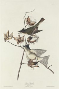 Pewit Vliegenvanger, 1831