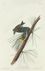 Pijnboomkruipzanger, 1832