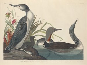 Roodkeelduiker, 1834