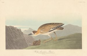 Rocky Mountain Plover, 1836 door Robert Havell