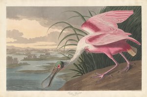 Roséschepbek, 1836 door Robert Havell