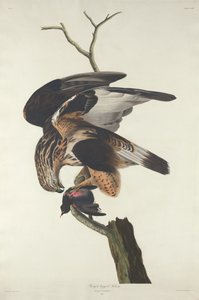 Ruigpootbuizerd, 1833 door Robert Havell