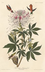 Ruff-necked kolibrie