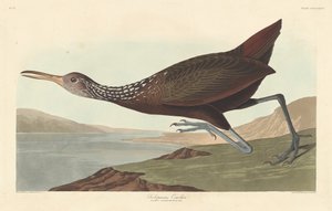 Scolopaceus Courlan, 1837