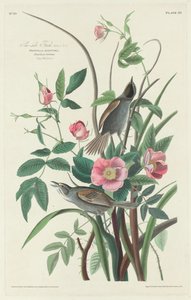 Zeezijde Vink