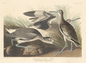 Halfgeplamde Snip of Willet door Robert Havell