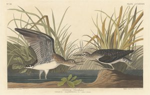 Eenzaam strandloper, 1836