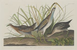 Sora of Ral, 1834