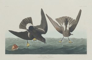 Stormvogel, 1835 door Robert Havell