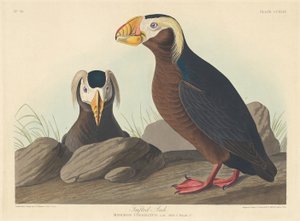 Kuifalk, 1835