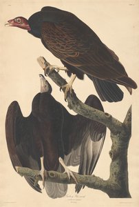 Kalkoengier, 1832