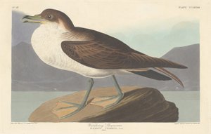 Zwerfstormvogel, 1835
