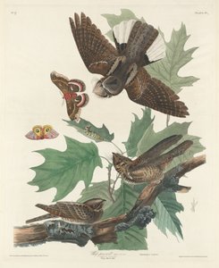 Whip-poor-will, 1830