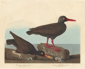 Witpoot-scholekster en slankbek-scholekster, 1838