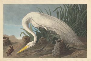 Witte Reiger, 1837