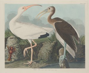 Witte ibis, 1834 door Robert Havell