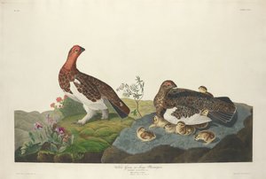 Witte korhoen door Robert Havell