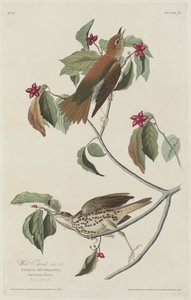 Boslijster, 1829