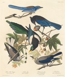 Geelsnavelkraai, Stellers Gaai, Ultramarijngaai en Clarks Kraai, 1837