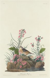 Geelvleugel mus, 1832