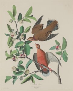 Zenaida-duif, 1833