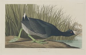 Amerikaanse meerkoet