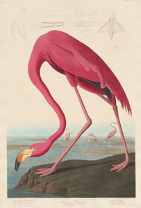 Amerikaanse Flamingo