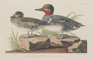 Amerikaanse wintertaling