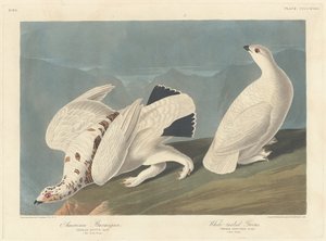 Amerikaanse sneeuwhoen en witstaartpatrijs door Robert Havell after John James Audubon