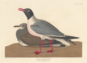 Zwartkopmeeuw door Robert Havell after John James Audubon