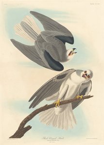 Zwartgevleugelde Havik door Robert Havell after John James Audubon