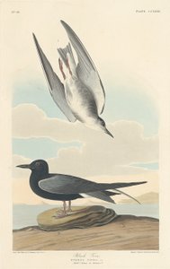 Zwarte stern door Robert Havell after John James Audubon