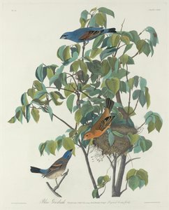 Blauwe Bisschop