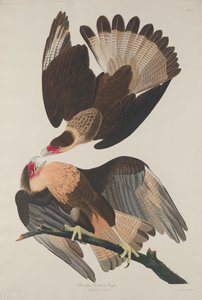 Braziliaanse Caracara Adelaar