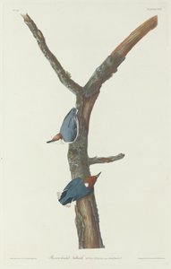 Bruinkopboomklever door Robert Havell after John James Audubon