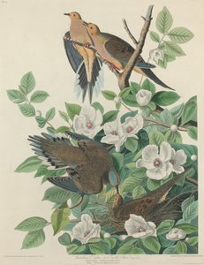 Carolina Duif of Tortelduif door Robert Havell after John James Audubon