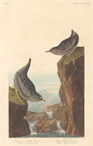 Columbiaanse Water Ouzel en Arctische Water Ouzel door Robert Havell after John James Audubon