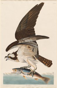 Visarend door Robert Havell after John James Audubon