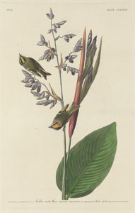 Goudkuifmees door Robert Havell after John James Audubon