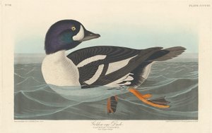Brilduiker door Robert Havell after John James Audubon