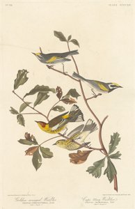 Goudvleugelzanger en Kaap May-zanger door Robert Havell after John James Audubon