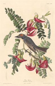 Grijze tiran door Robert Havell after John James Audubon