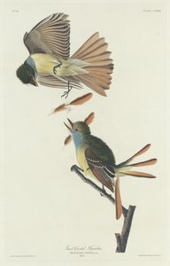 Grote kuifvliegenvanger door Robert Havell after John James Audubon