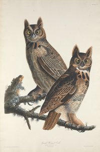 Grote Gehoornde Uil door Robert Havell after John James Audubon
